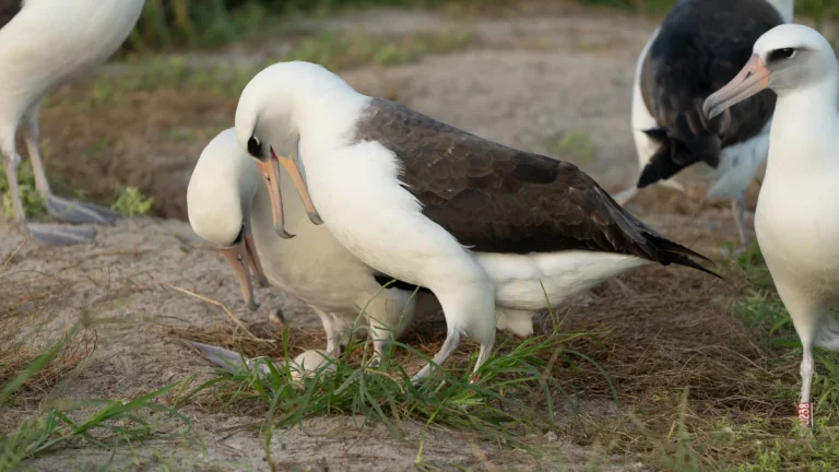 Wisdom the Albatross, 74-year-old world oldest known wild bird lays egg